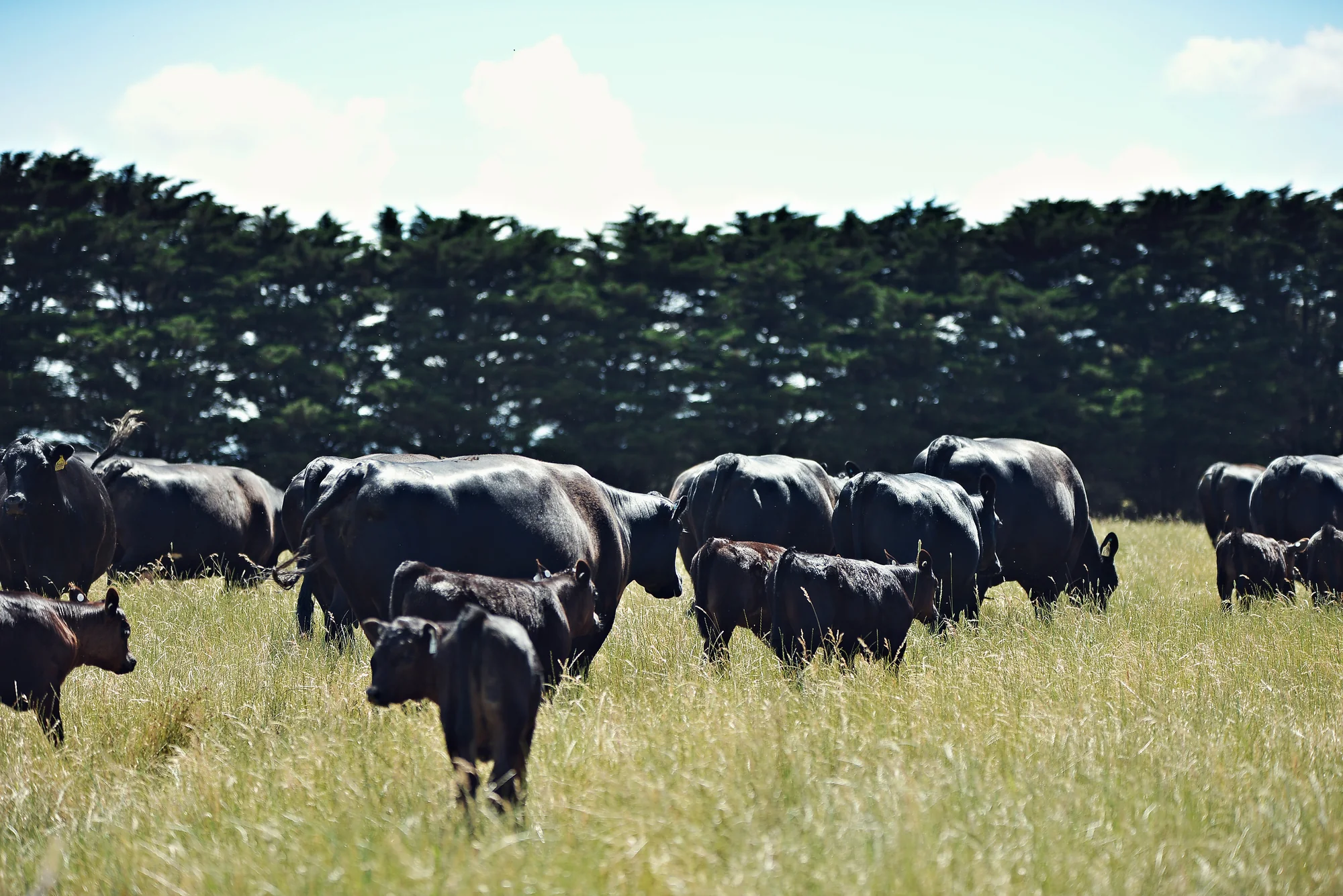 Farm-to-Table Grass Fed Beef